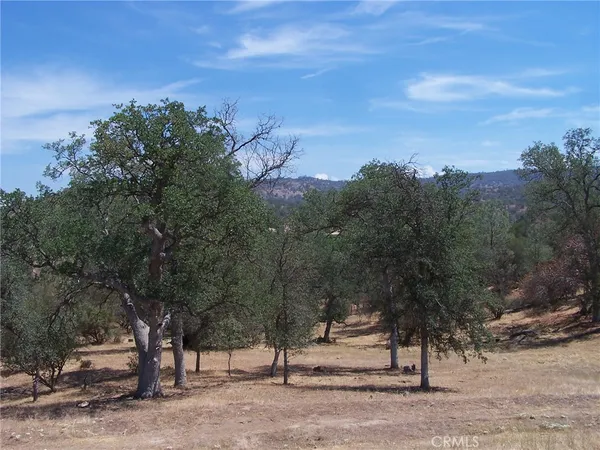 a view of a forest with trees in the background