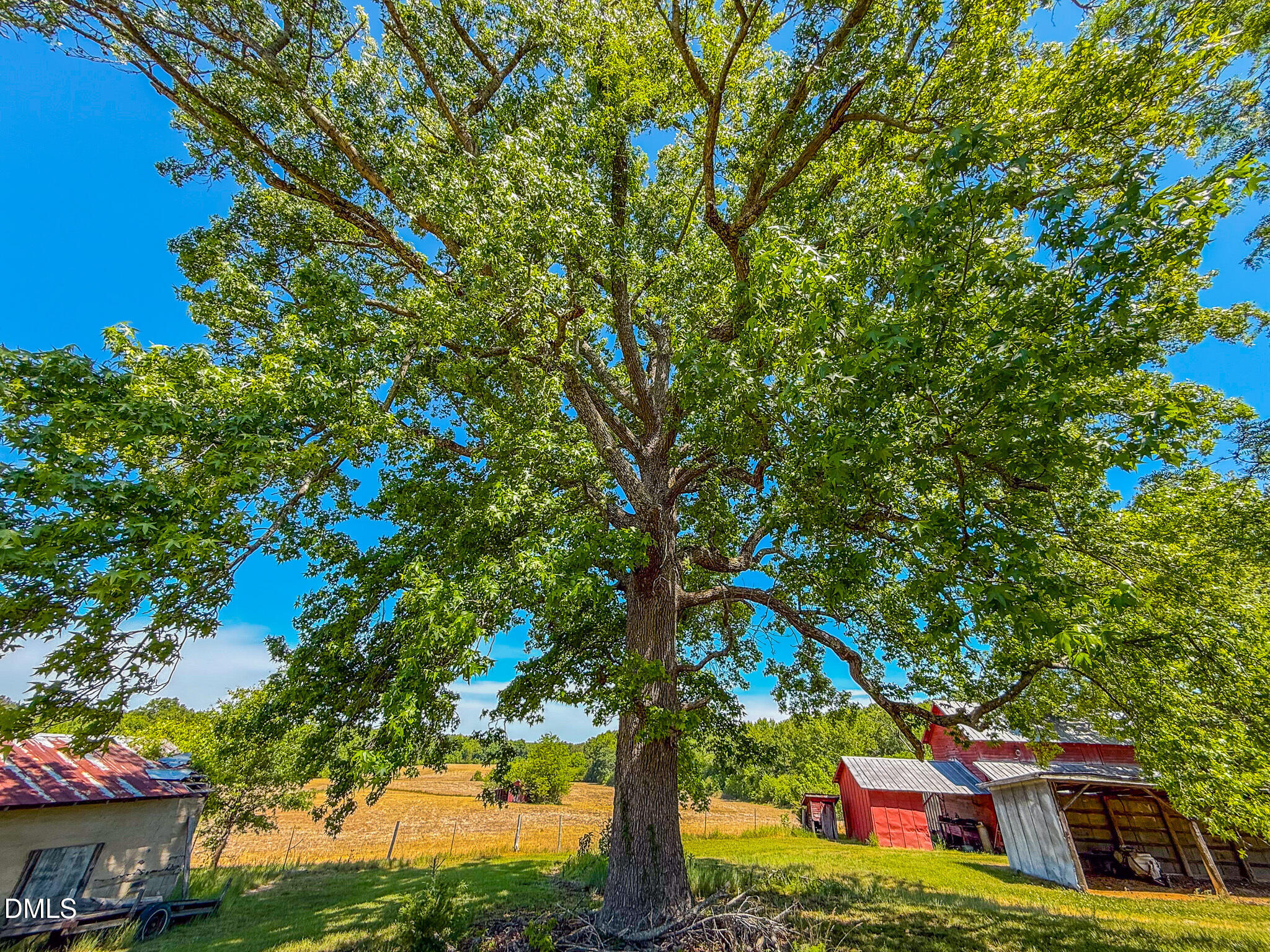 1001 Charlie Reade Road Timberlake, NC 27583 - Photo 61 of 64 a picture of tree