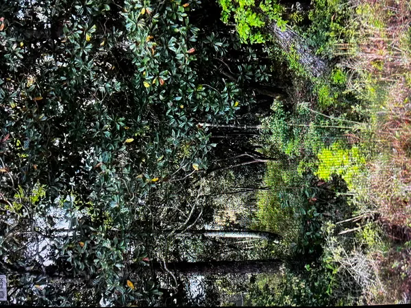 a view of a forest