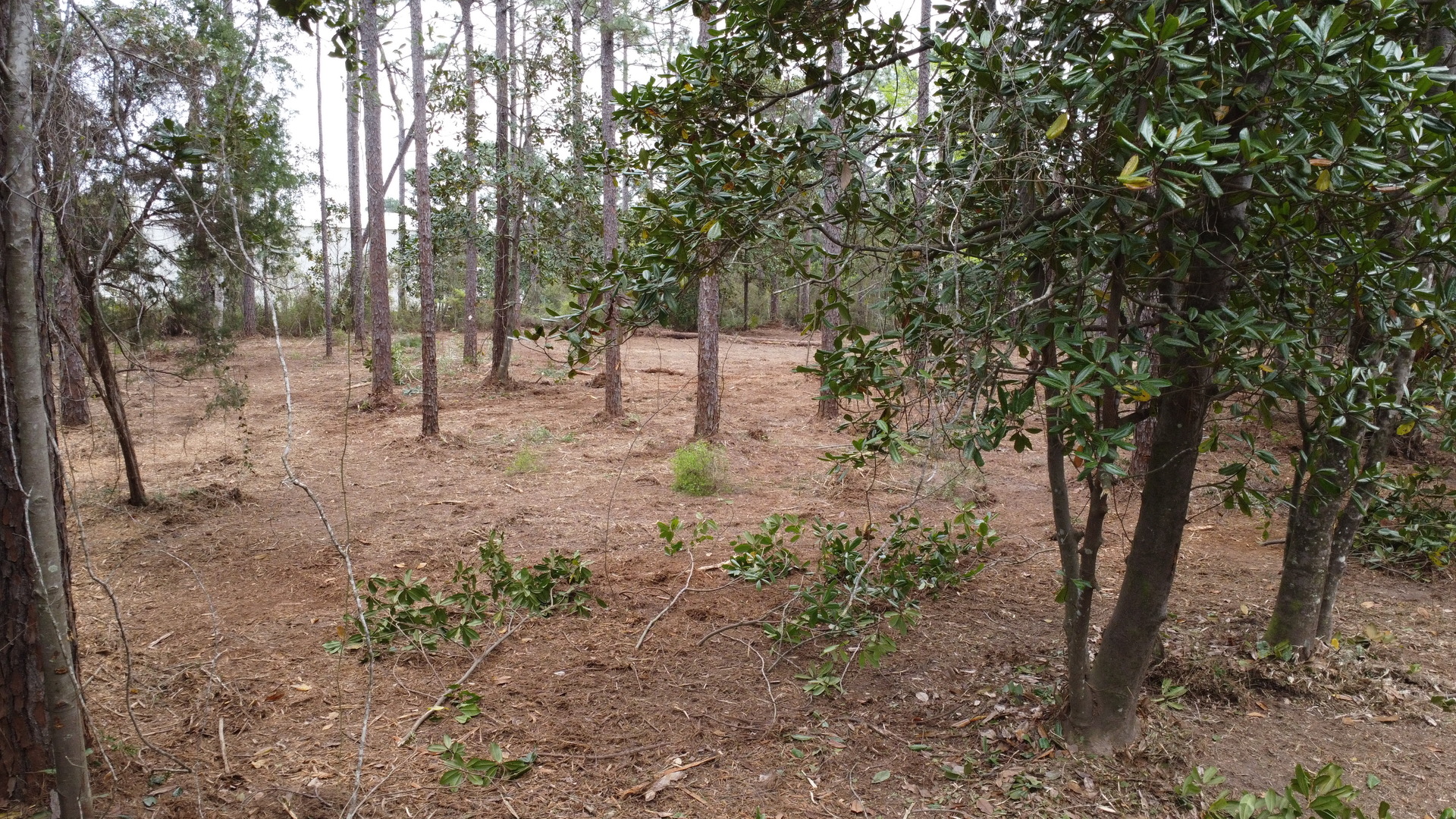 Lot 10 Wilson Road Elberta, AL 36530 - Photo 4 of 5 a view of a forest filled with trees