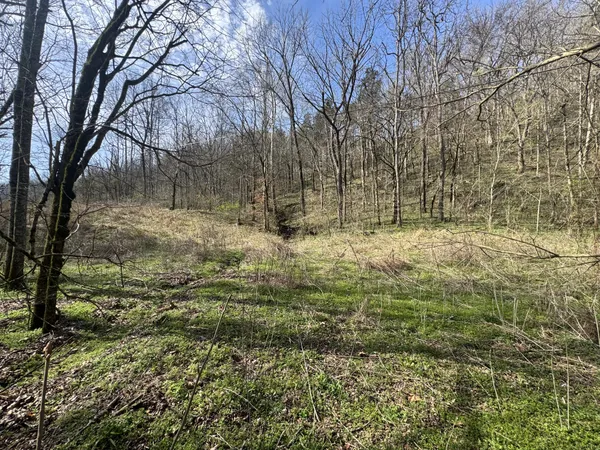 a view of a yard with trees