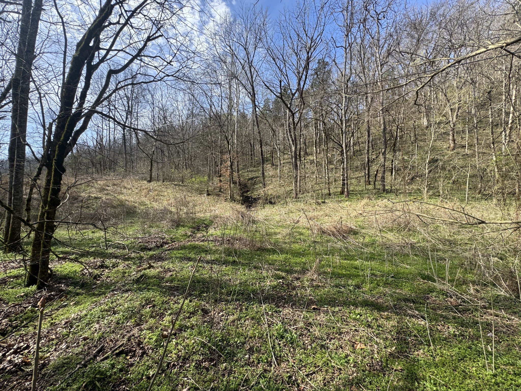 0 Pine Lick Road Whitleyville, TN 38588 - Photo 1 of 11 a view of a yard with trees