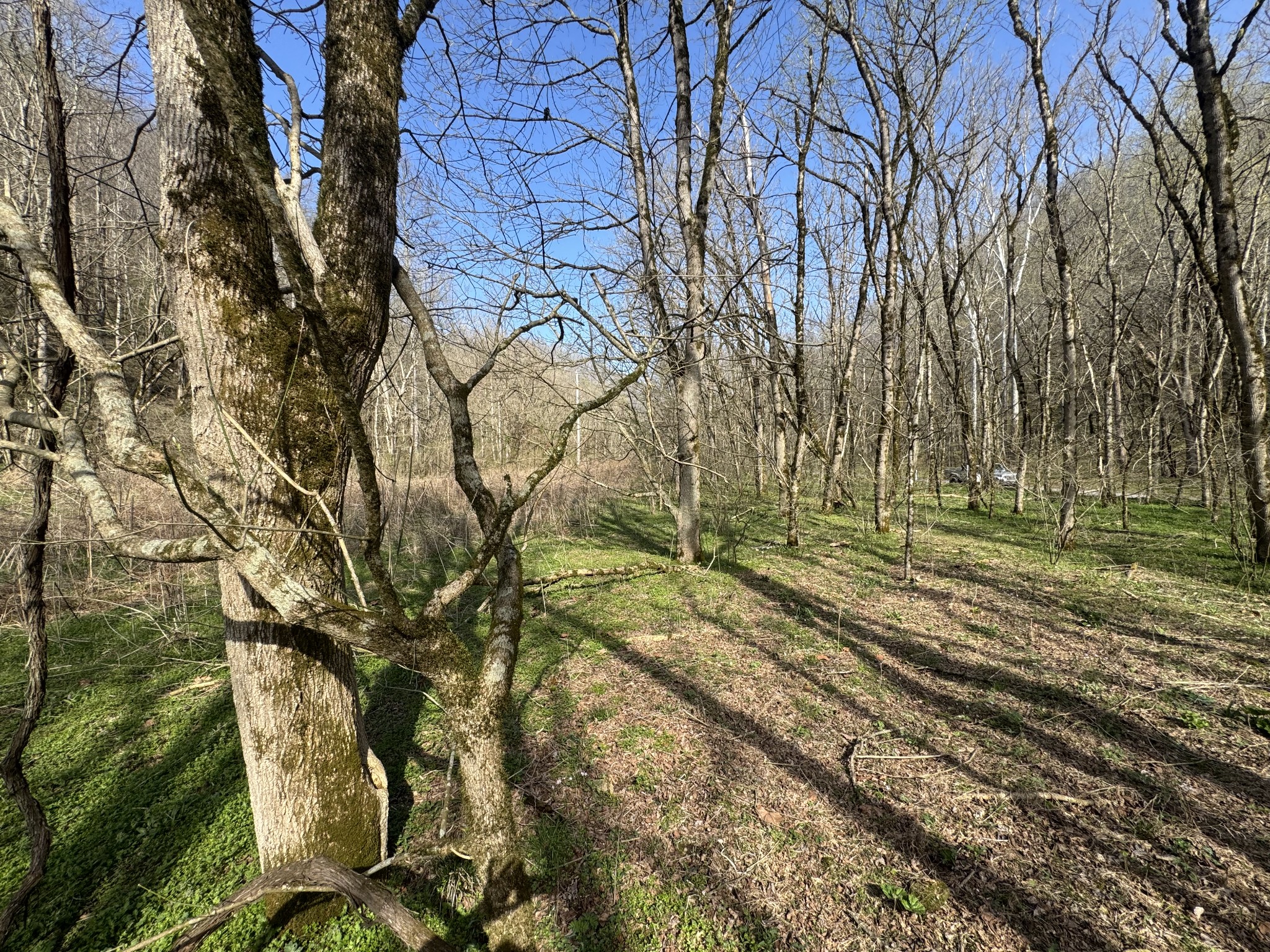 0 Pine Lick Road Whitleyville, TN 38588 - Photo 2 of 11 a backyard of a house with lots of green space