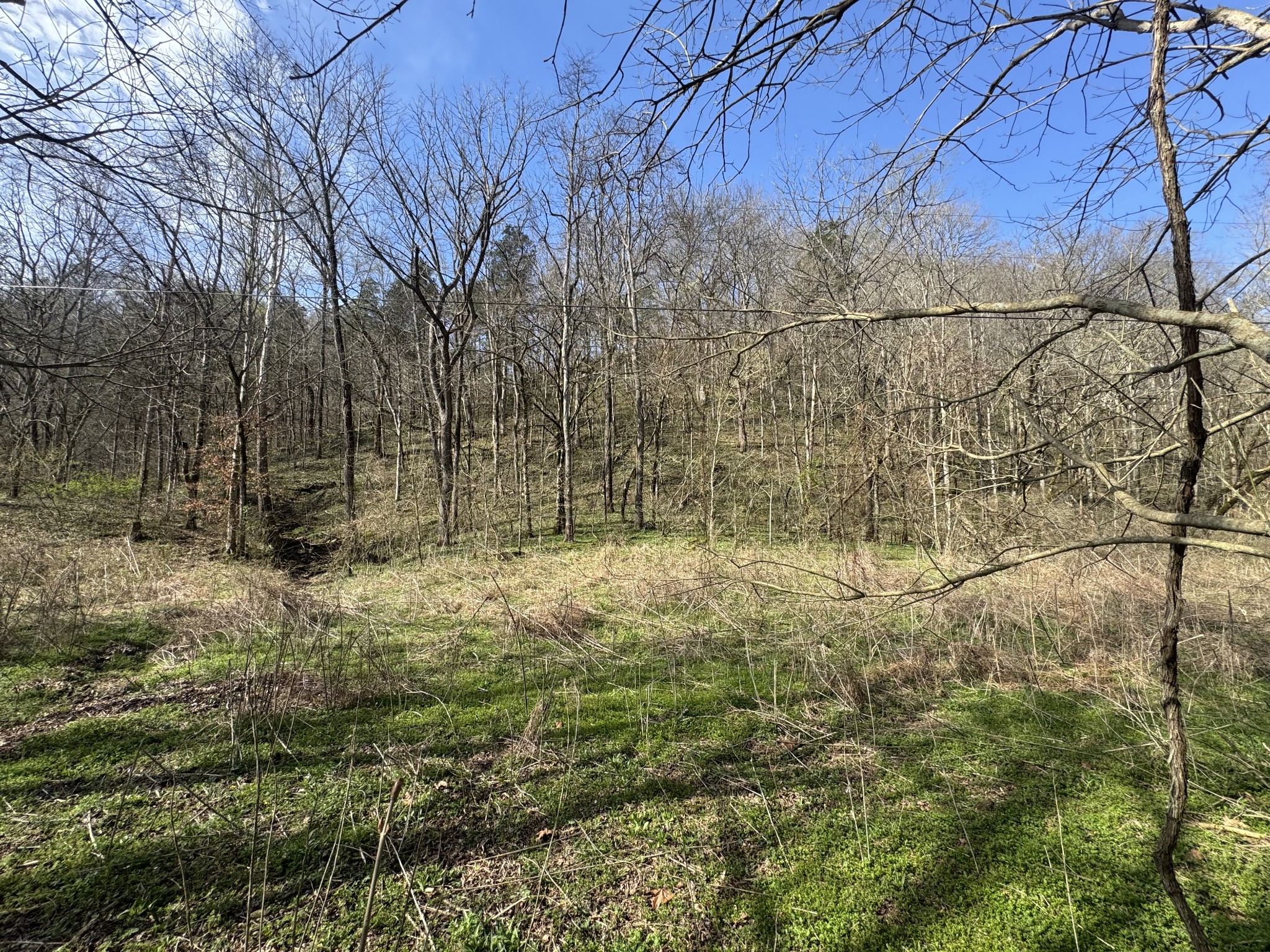 0 Pine Lick Road Whitleyville, TN 38588 - Photo 3 of 11 a view of a yard with large tree