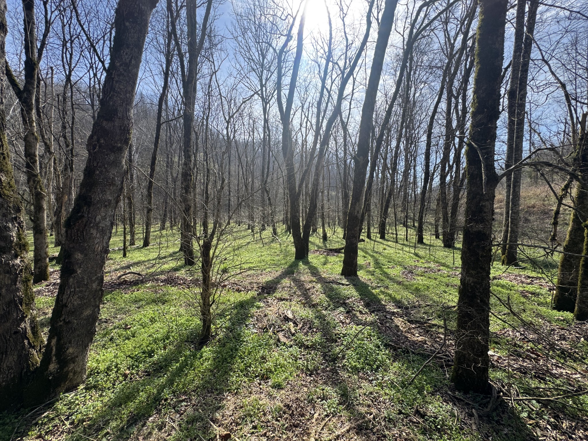 0 Pine Lick Road Whitleyville, TN 38588 - Photo 4 of 11 a view of backyard with tree