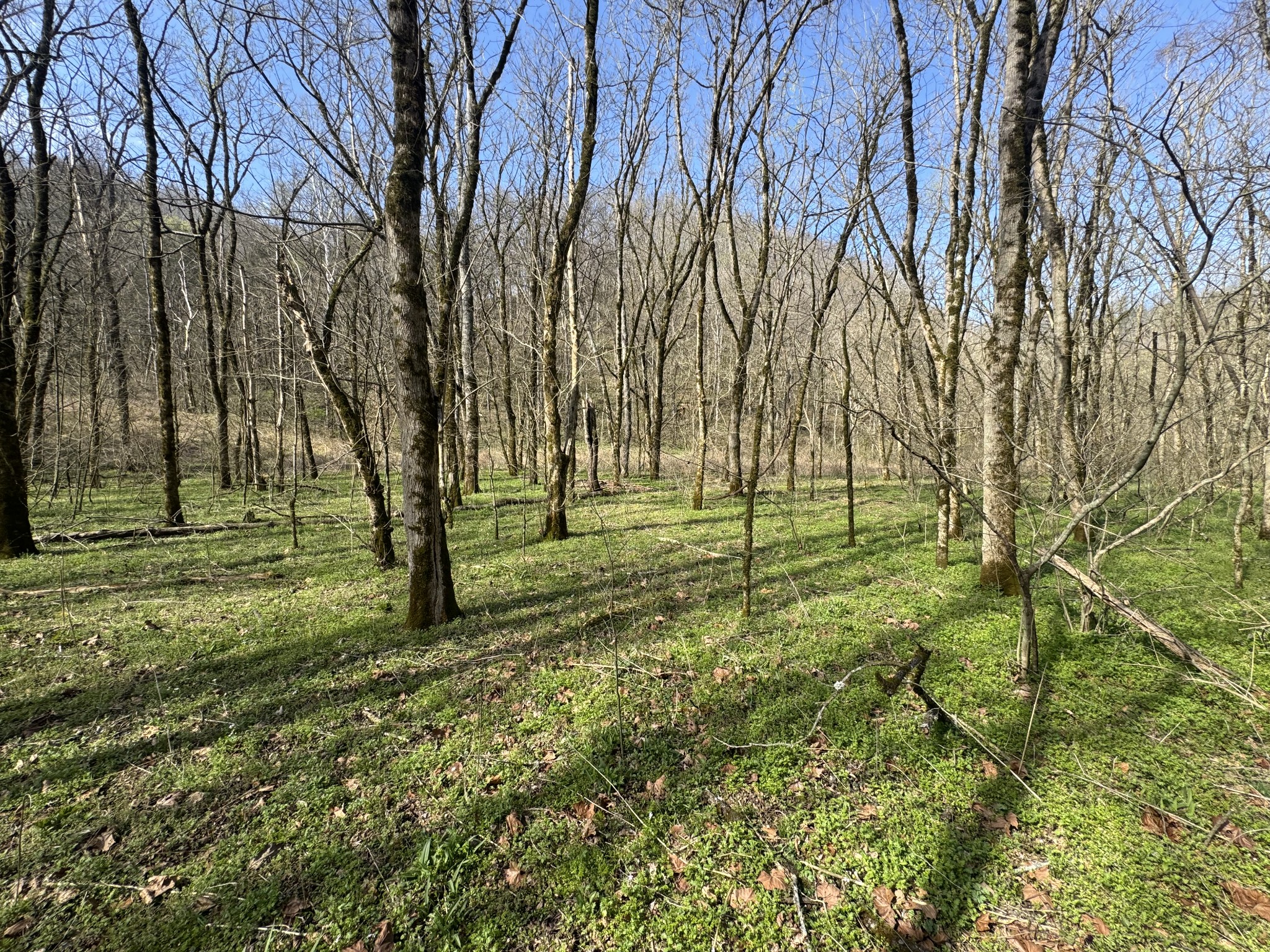 0 Pine Lick Road Whitleyville, TN 38588 - Photo 5 of 11 a view of a park with large trees