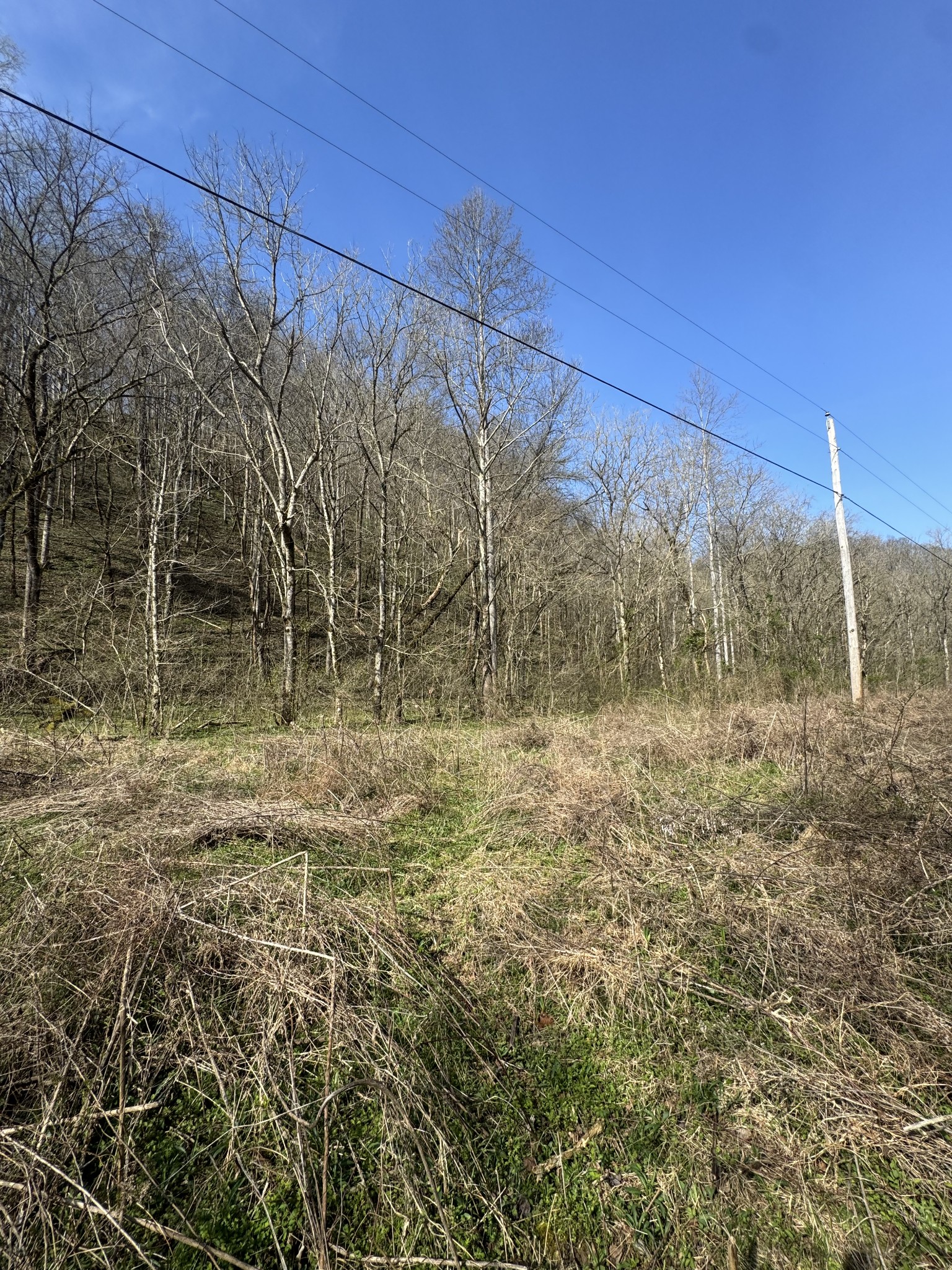 0 Pine Lick Road Whitleyville, TN 38588 - Photo 6 of 11 a view of a yard