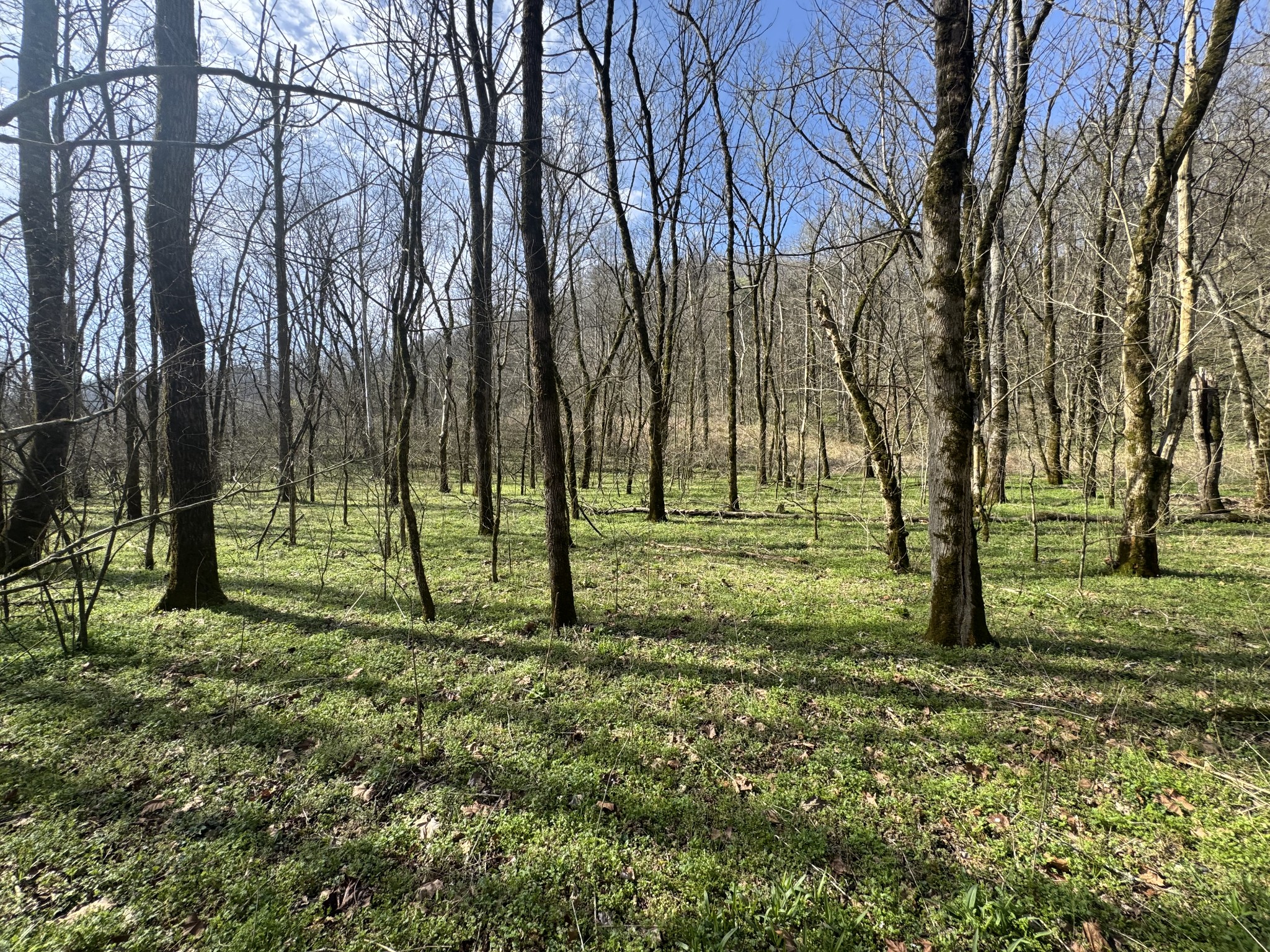 0 Pine Lick Road Whitleyville, TN 38588 - Photo 7 of 11 a view of outdoor space with trees