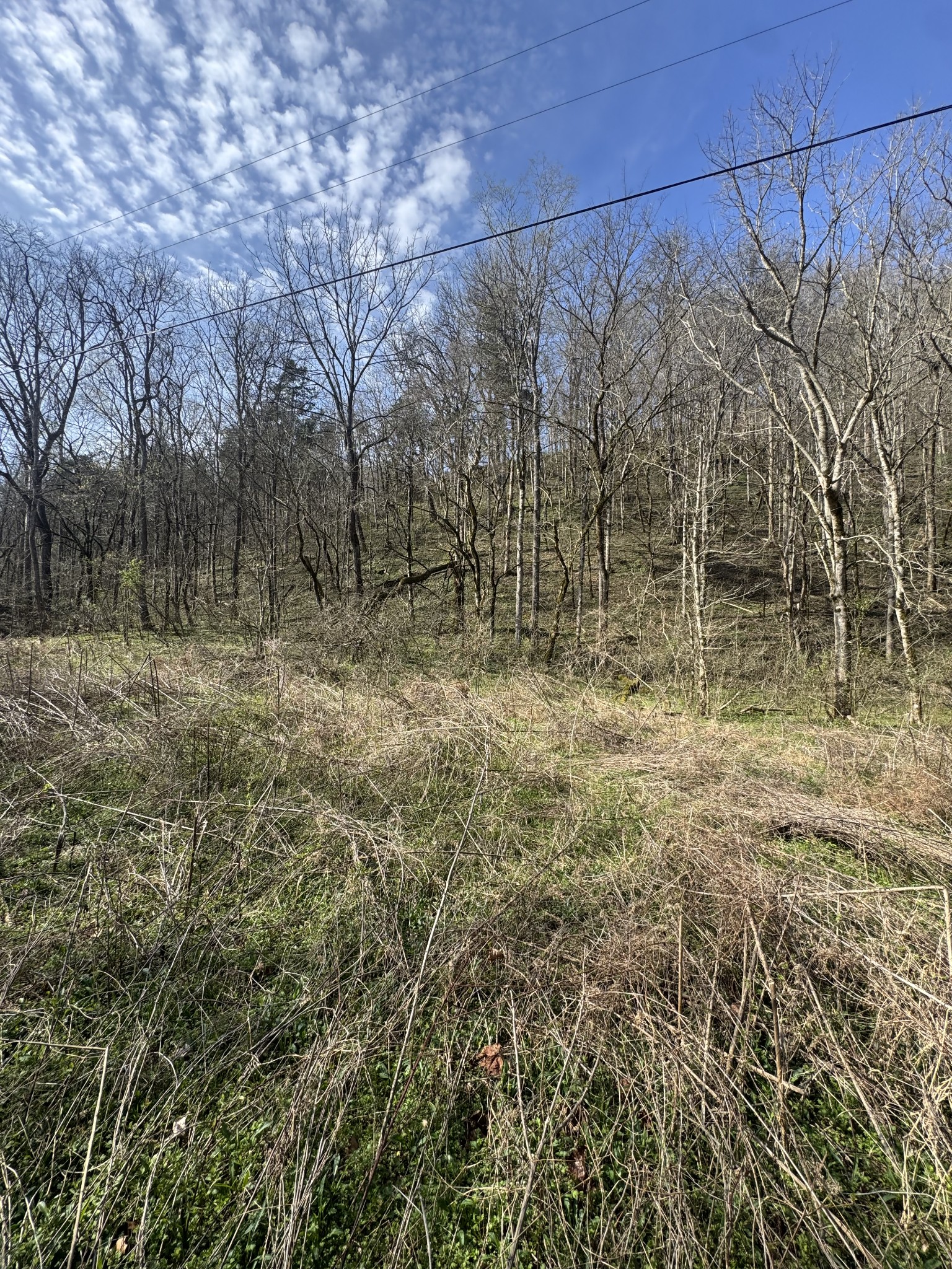 0 Pine Lick Road Whitleyville, TN 38588 - Photo 8 of 11 a view of a yard