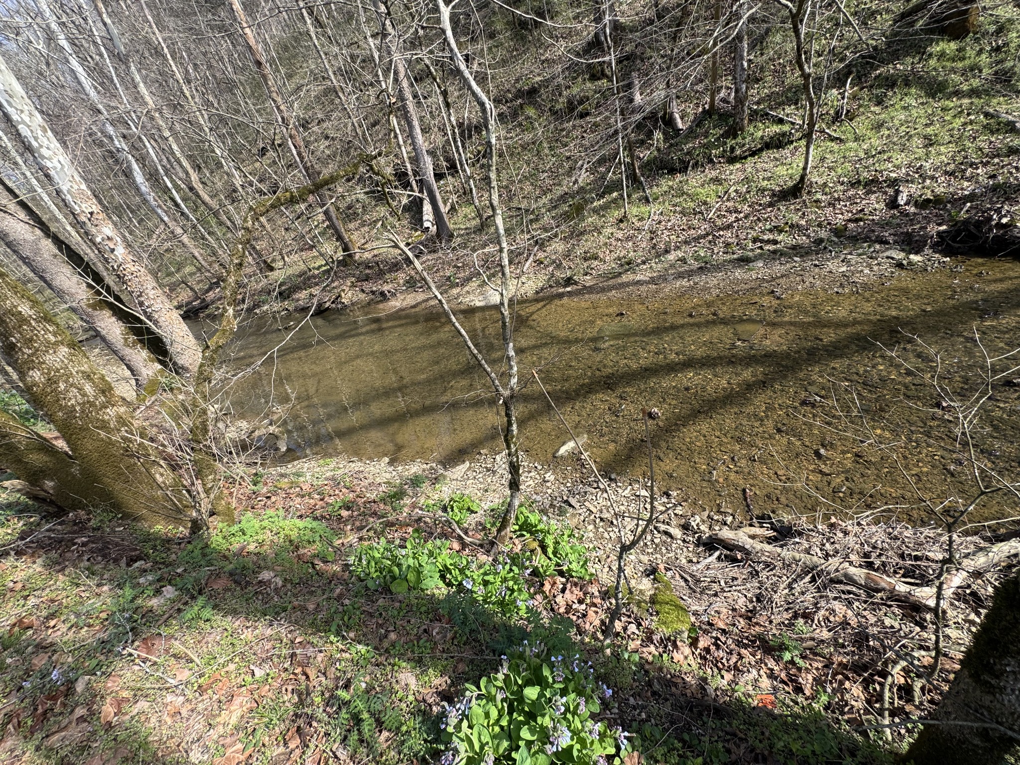 0 Pine Lick Road Whitleyville, TN 38588 - Photo 10 of 11 a backyard of a house