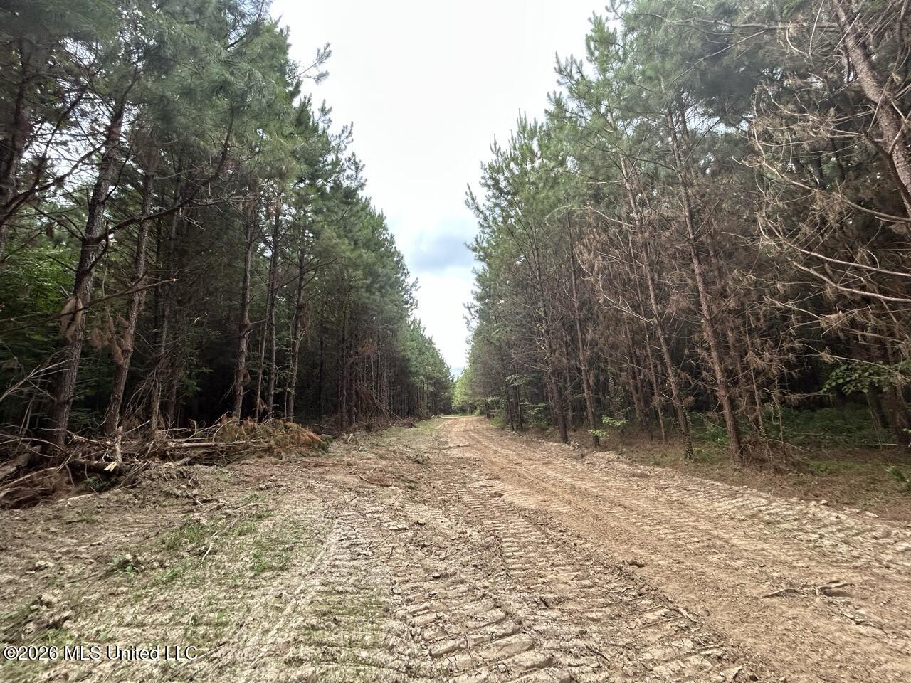 Old Oldenburg Road Meadville, MS 39653 - Photo 47 of 60 IMG_5337 Large