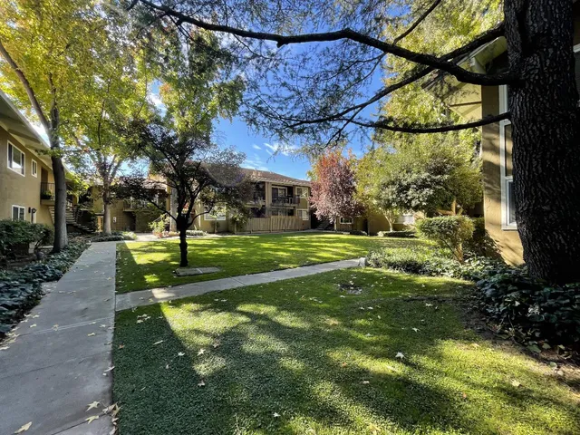 a view of a yard with plants and a large tree