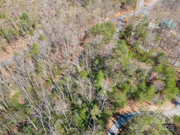 a view of a forest with a tree