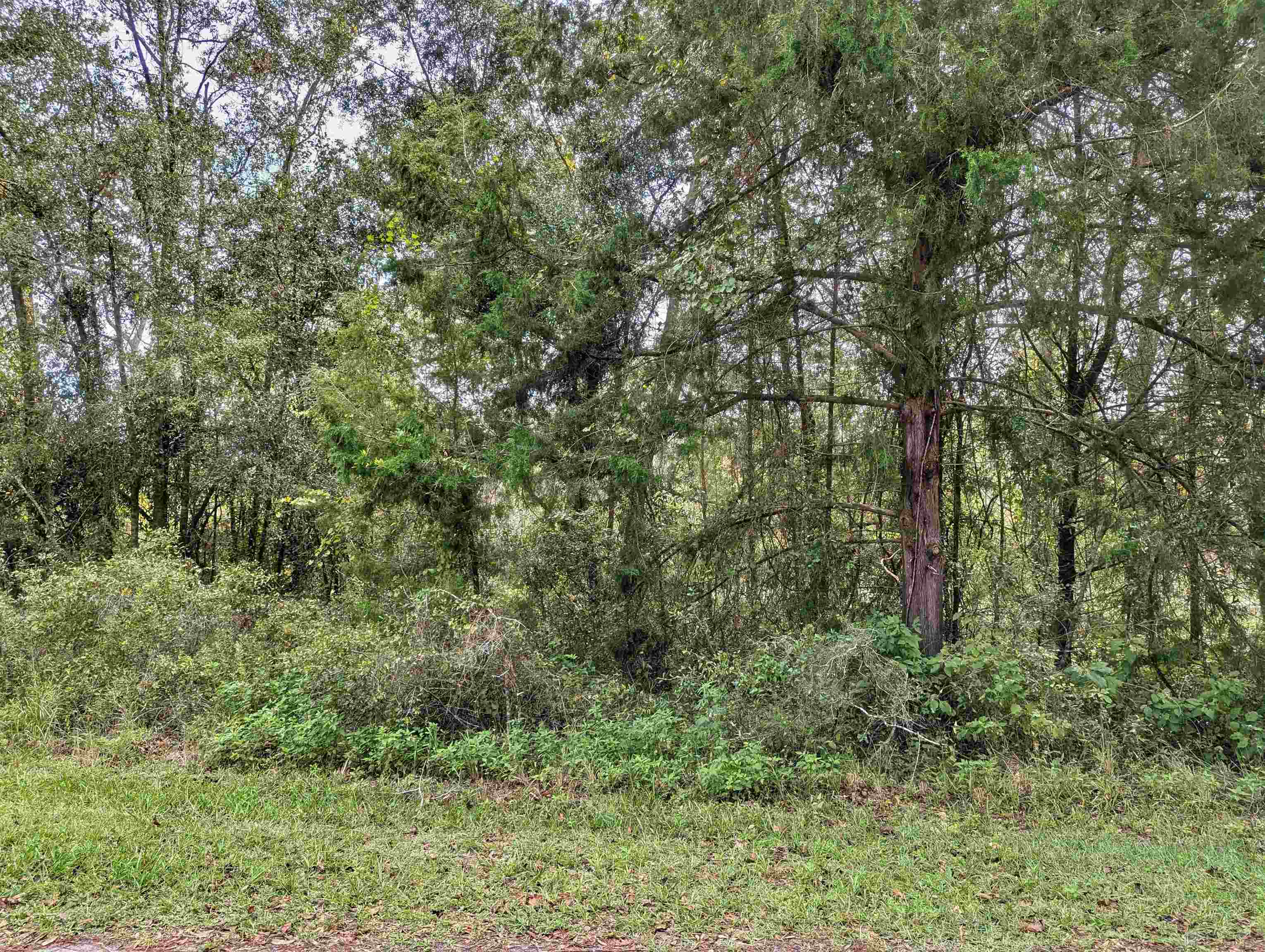 0 Tbd Mayo, FL 32066 - Photo 2 of 4