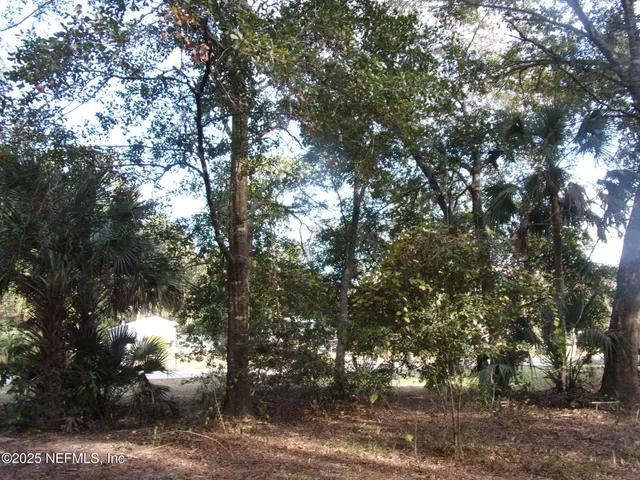 a view of a forest with lots of trees