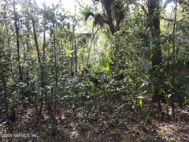 a view of a tree in a yard