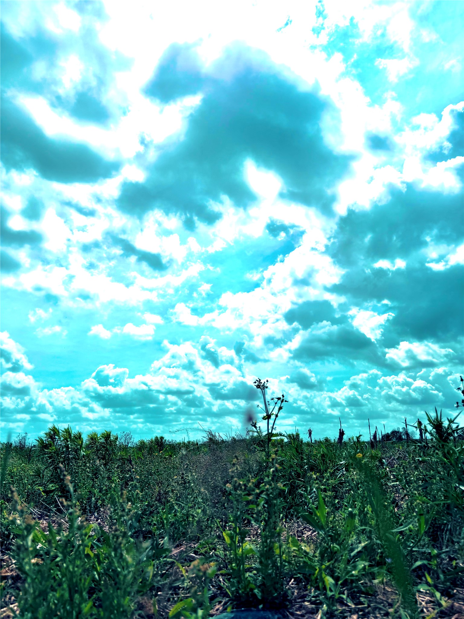4421 Polak Road Wallis, TX 77485 - Photo 7 of 9 Expansive outdoor space featuring lush green foliage and a vibrant sky with scattered clouds