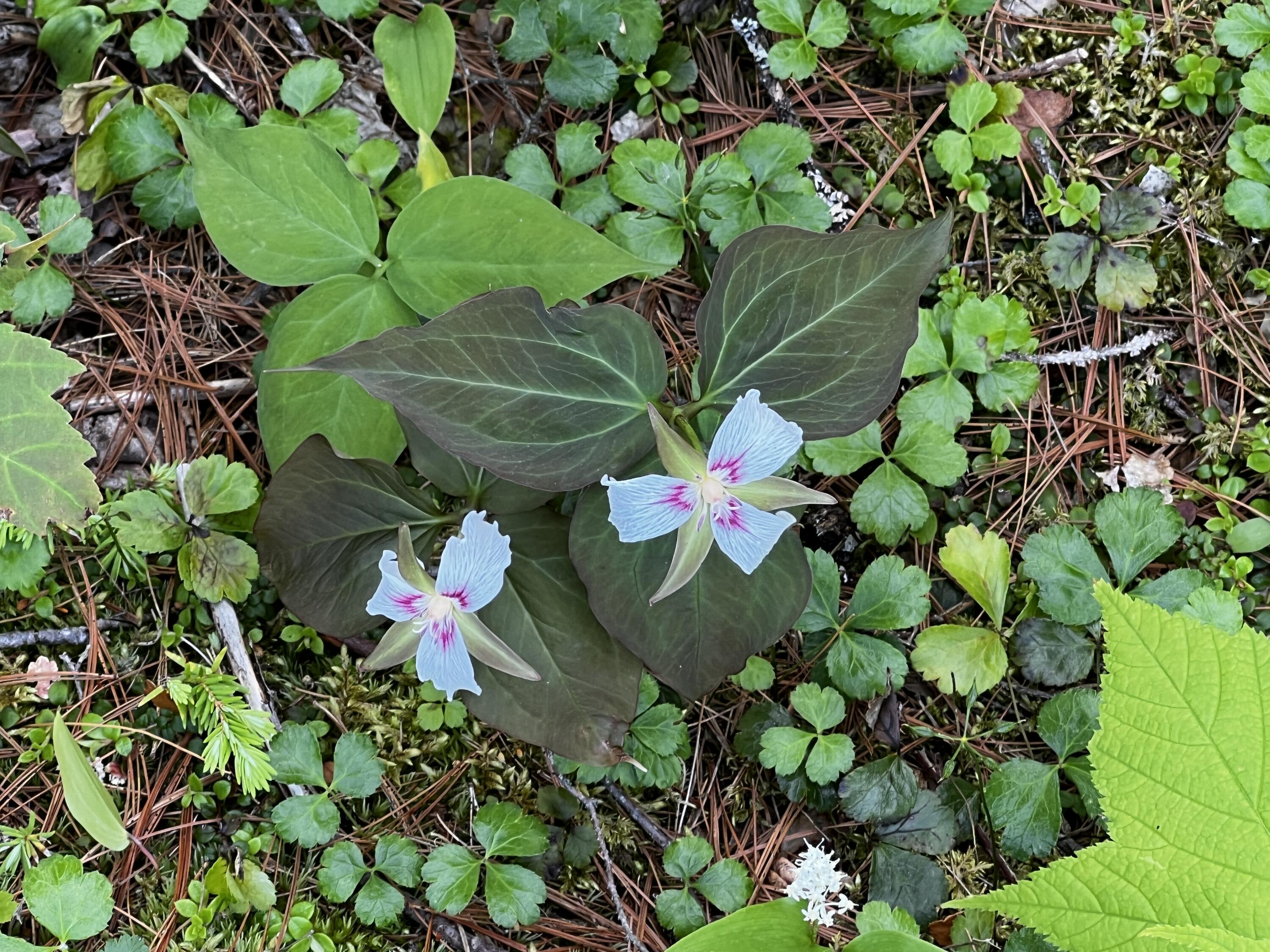 206 Sandy Beach Road Danforth, ME 04424 - Photo 11 of 33 Wildflowers