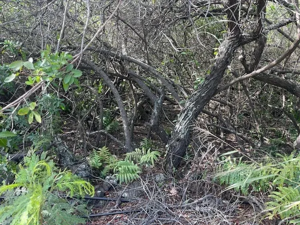 a plant view in yard
