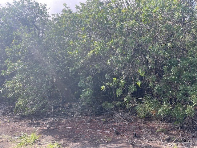 6 Holowai Road Naalehu, HI 96772 - Photo 2 of 6 a view of a forest that has a tree