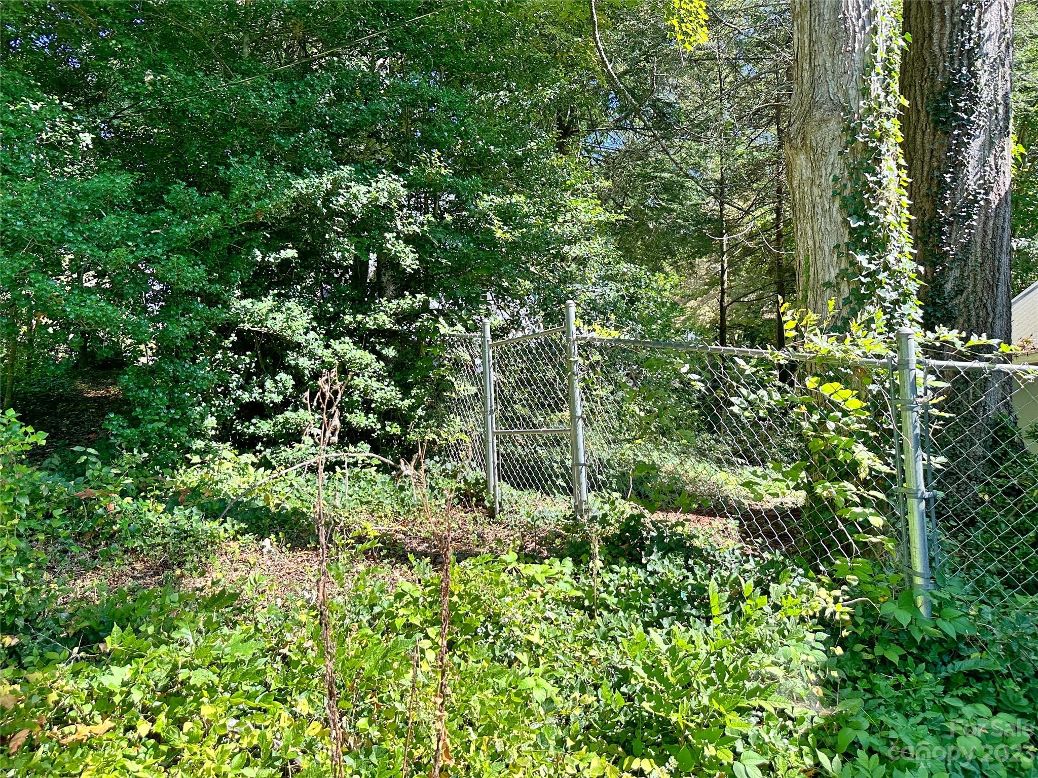 324 Buzzard's Roost Road Cullowhee, NC 28723 - Photo 6 of 18 a view of a forest with a tree