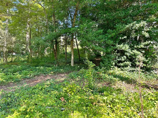 a view of a lush green forest