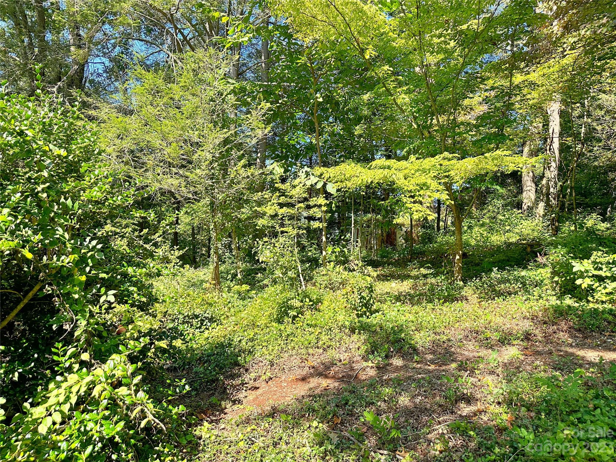 324 Buzzard's Roost Road Cullowhee, NC 28723 - Photo 9 of 18 a plant view