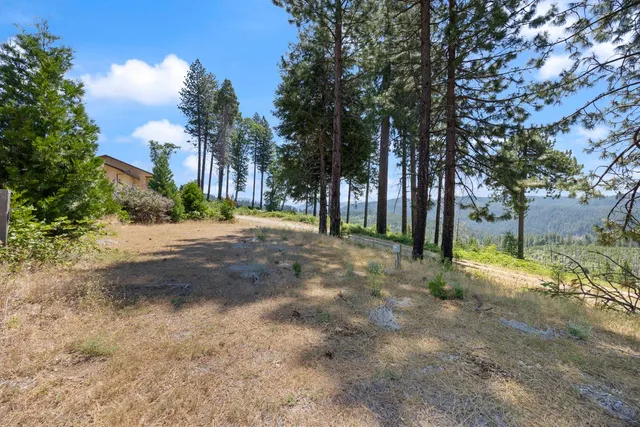 a view of dirt yard with a large tree