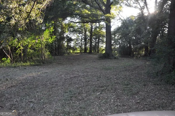 a view of a forest with trees in the background