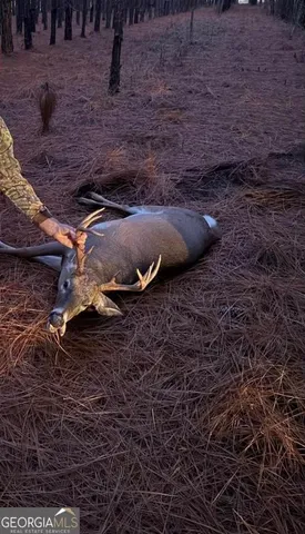 $895,000 | 266-ac Loven Mill Road, Richland, GA 31825