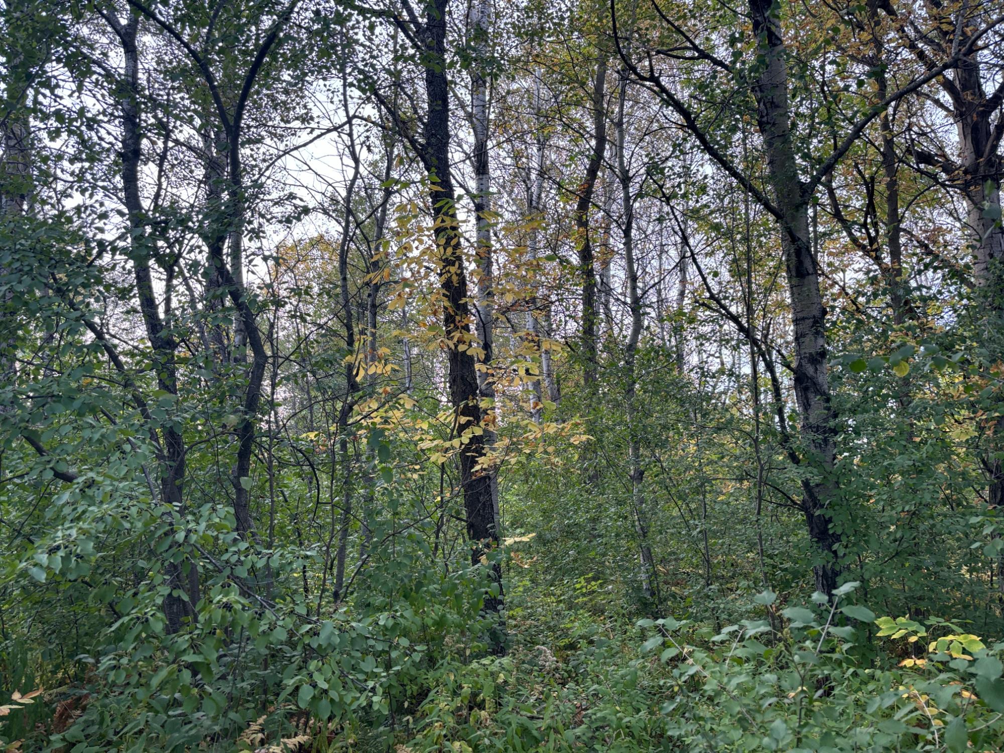 4986 North Star Road Ironwood, MI 49938 - Photo 33 of 36 Gallery Image 33