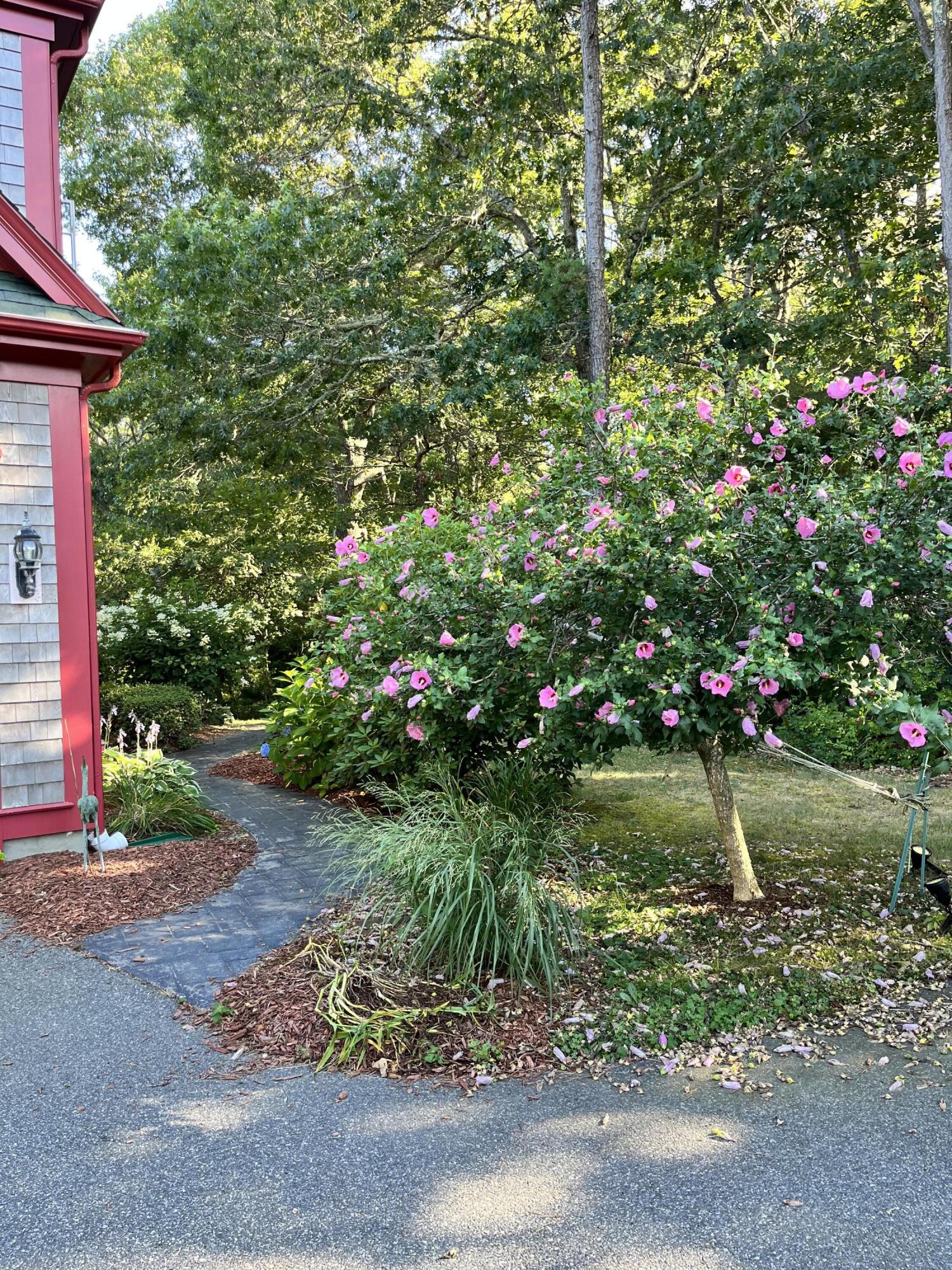 9 Horseshoe Bend Way Mashpee, MA 02649 - Photo 57 of 60 RoseofSharon