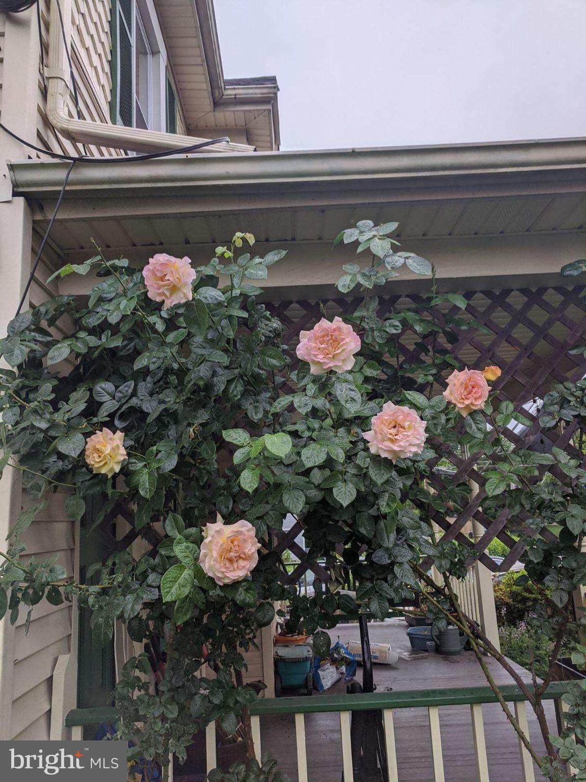 12 George Street Gaithersburg, MD 20877 - Photo 12 of 51 Climbing roses on the front porch
