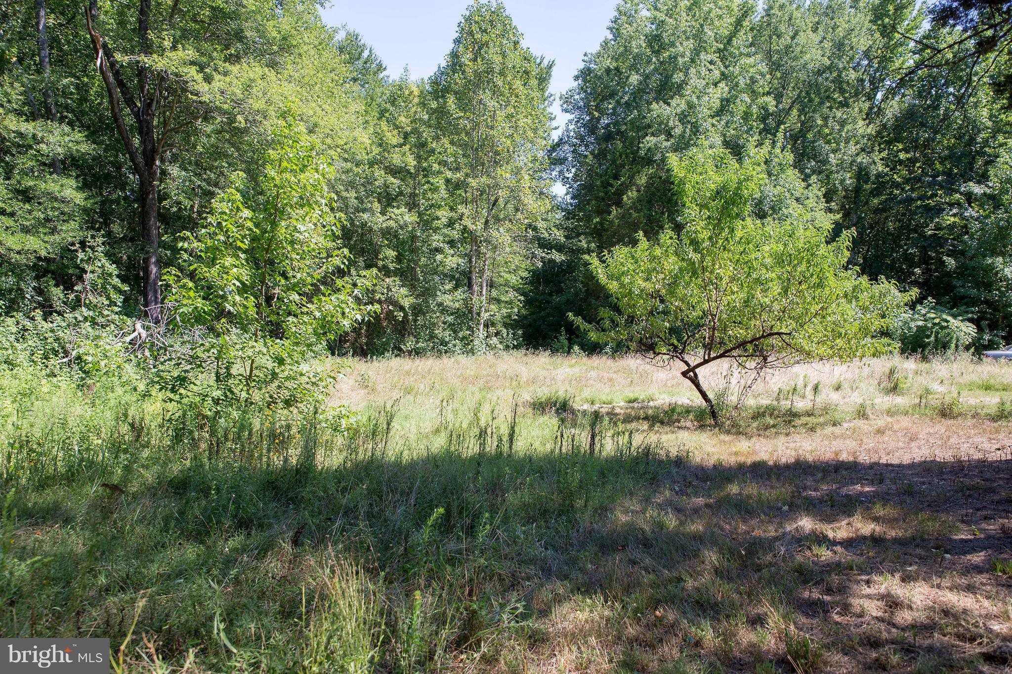 6498 Byrd Mill Road Louisa, VA 23093 - Photo 13 of 15 Fruit trees, and seasonal stream on property