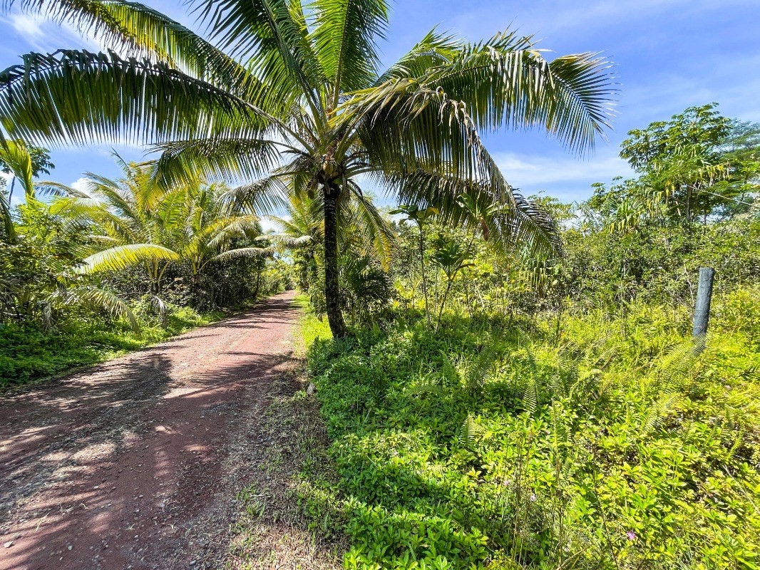 6 Pakaka Road Pahoa, HI 96778 - Photo 2 of 7 a view of a backyard of a house