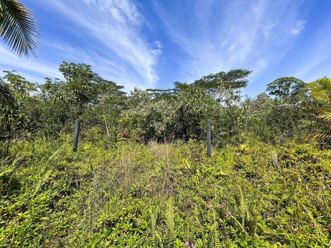 6 Pakaka Road Pahoa, HI 96778 - Photo 4 of 7 a view of a garden