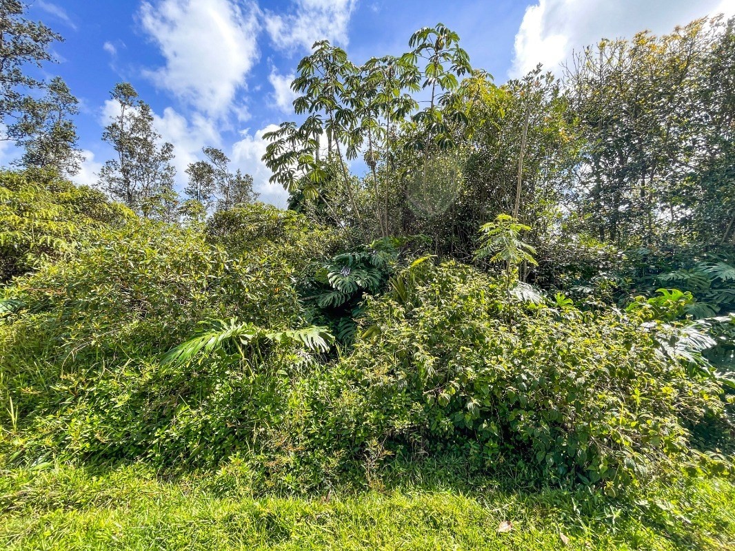 6 Pakaka Road Pahoa, HI 96778 - Photo 5 of 7 a view of a garden