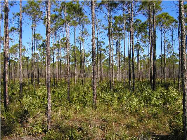 580 Brickyard Road Bristol, FL 32321 - Photo 1 of 1