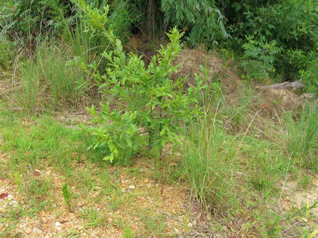 0 Arch Byrd Road Meadville, MS 39653 - Photo 8 of 26 Photo 8