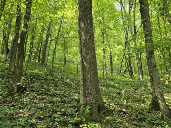 $695,000 | 47298 Honey Farm Road, Gays Mills, WI 54631