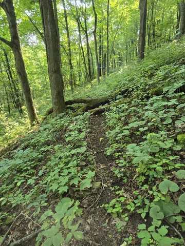 $725,000 | 47298 Honey Farm Road, Gays Mills, WI 54631