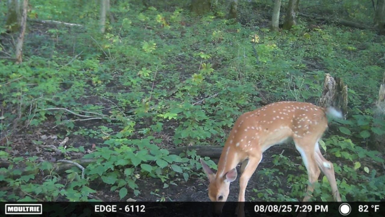 47298 Honey Farm Road Gays Mills, WI 54631 - Photo 54 of 68