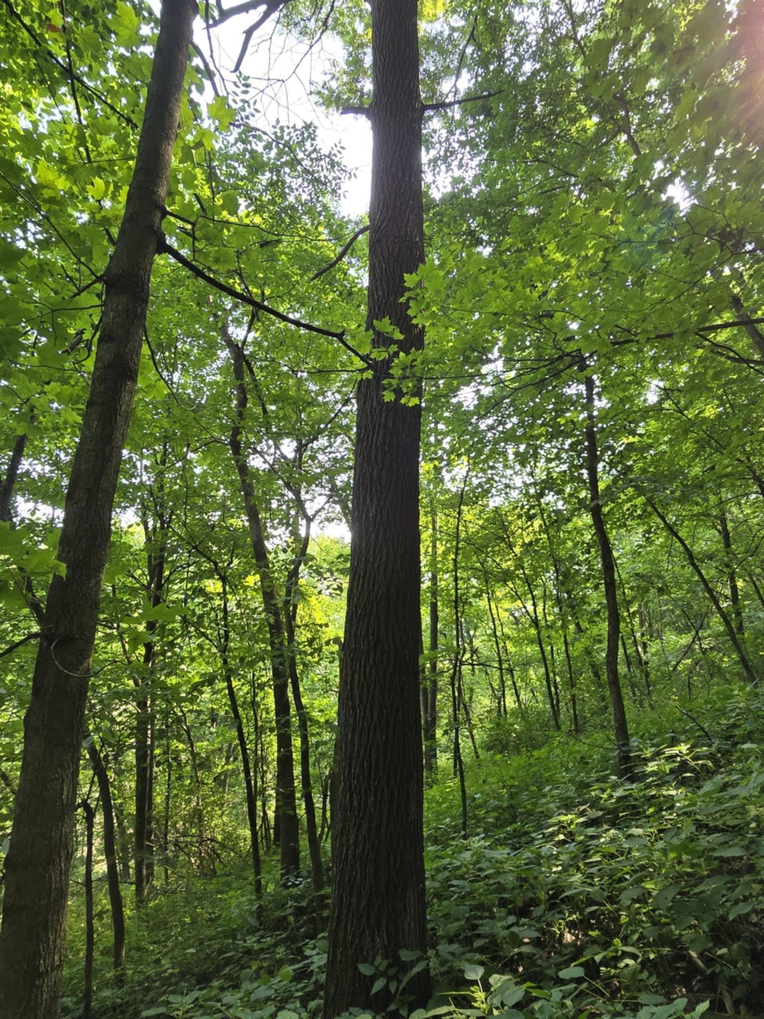 47298 Honey Farm Road Gays Mills, WI 54631 - Photo 55 of 68