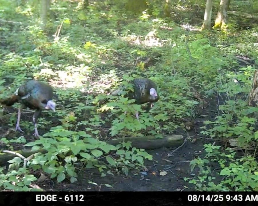 47298 Honey Farm Road Gays Mills, WI 54631 - Photo 56 of 68