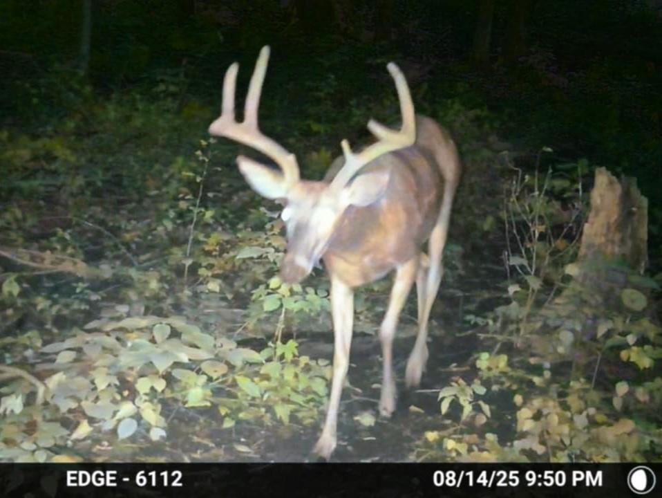 47298 Honey Farm Road Gays Mills, WI 54631 - Photo 58 of 68