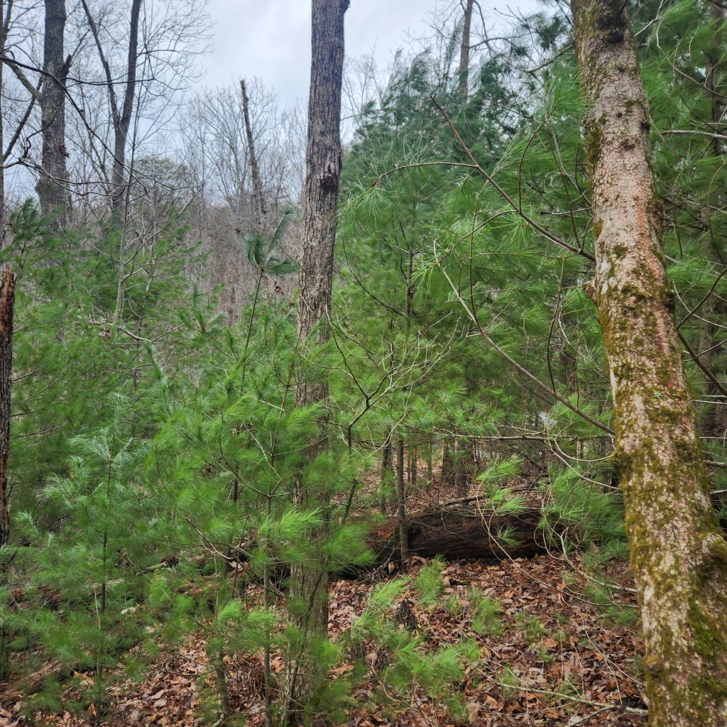 7.72-ac Tower Road Mineral Bluff, GA 30559 - Photo 7 of 16 Gallery Image 7