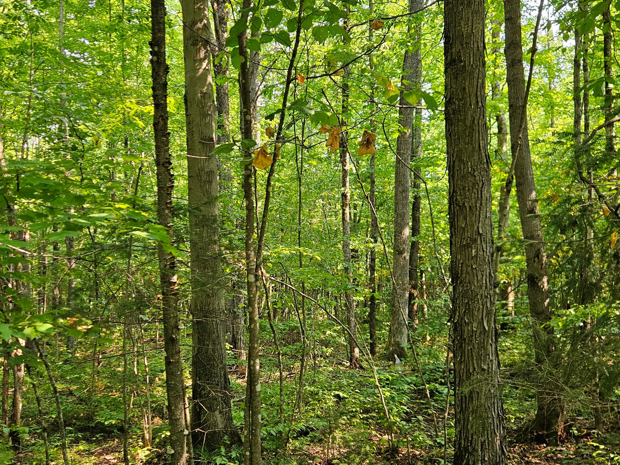 Off Johnson Avenue, Unit 80ACRES Brantwood, WI 54513 - Photo 14 of 19 Gallery Image 14