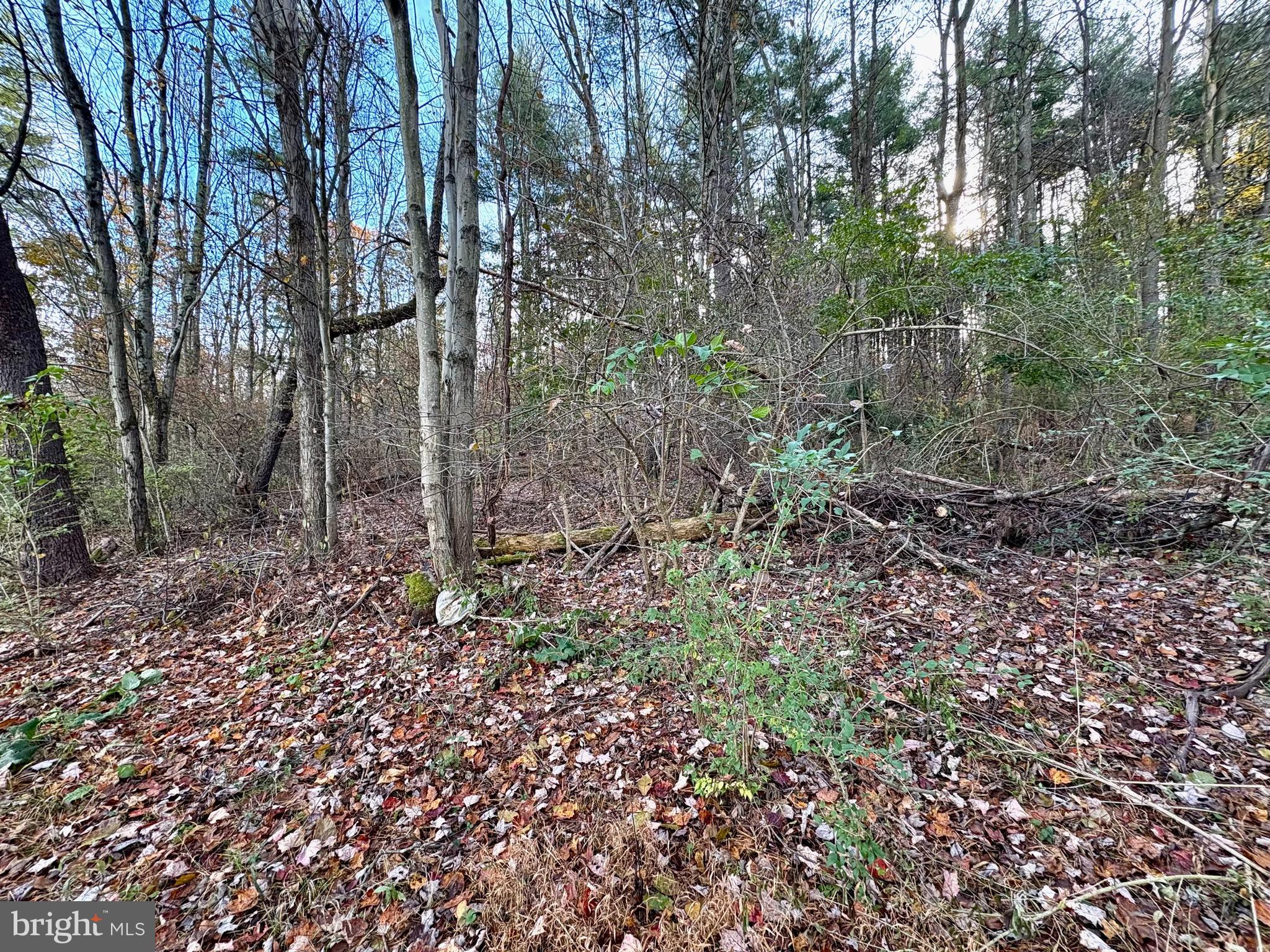 127 Evergreen Road Blanchard, PA 16826 - Photo 13 of 14 a view of a forest filled with trees