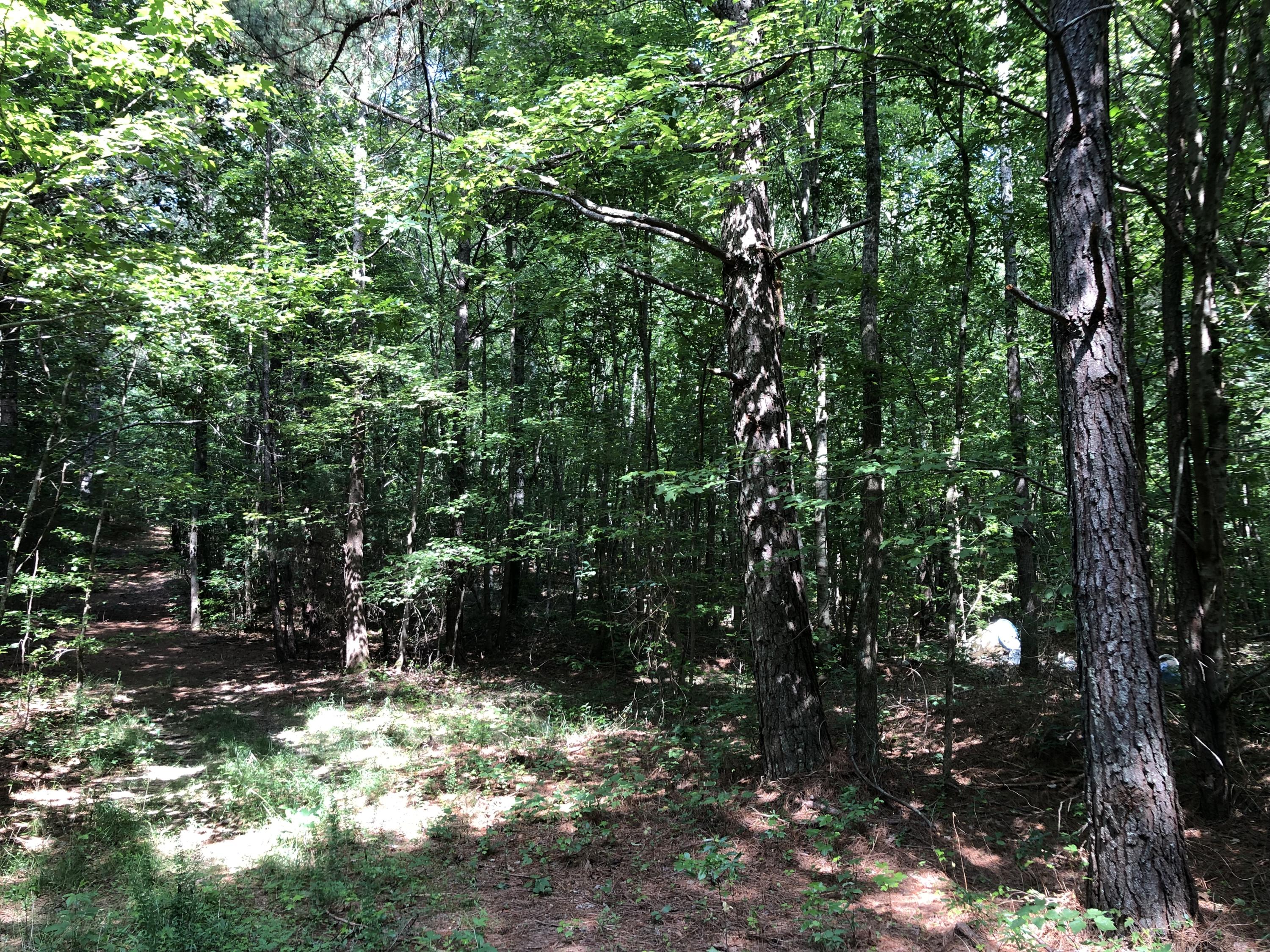 Wooded Land