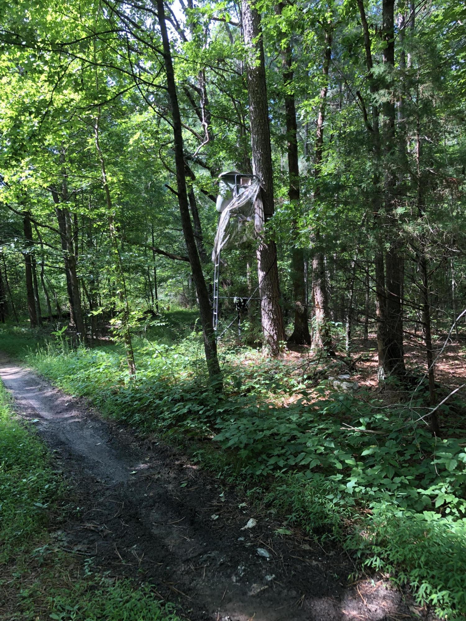 810 Red Clay Road Cleveland, TN 37311 - Photo 3 of 9 Wooded Land